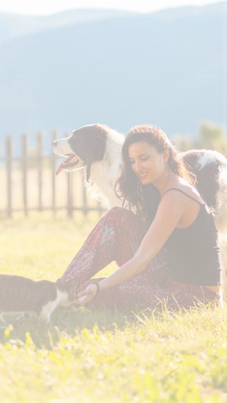 NexGard® | Flea, Tick, Mite, Heartworm & Worm Treatment For Dogs